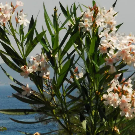 Apartahotel Capobianco